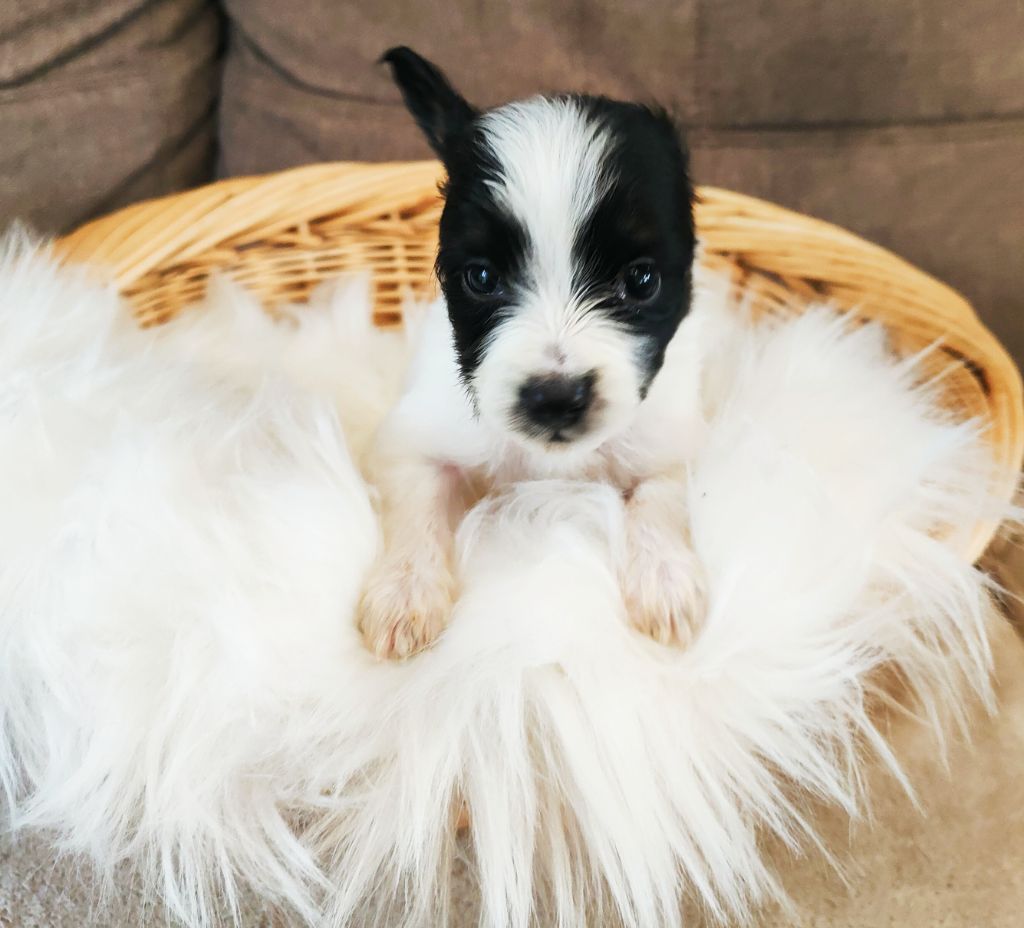 Smileace Back With - Chiot disponible  - Epagneul nain Continental (Papillon)