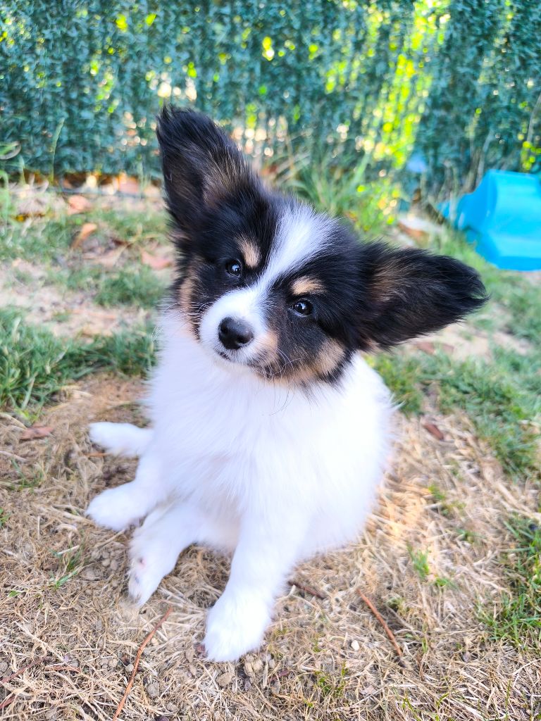 Smileace Back With - Chiots disponibles - Epagneul nain Continental (Papillon)