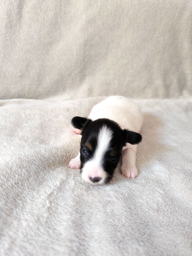Smileace Back With - Chiots disponibles - Epagneul nain Continental (Papillon)