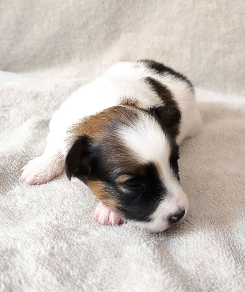 Smileace Back With - Chiots disponibles - Epagneul nain Continental (Papillon)