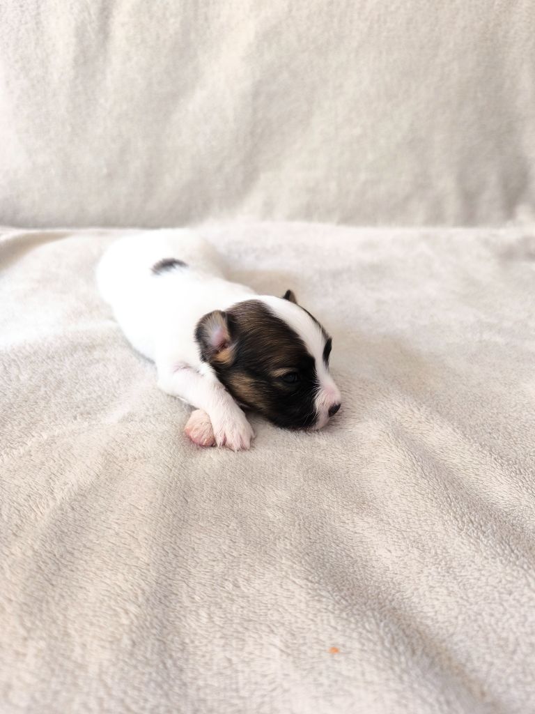 Smileace Back With - Chiots disponibles - Epagneul nain Continental (Papillon)