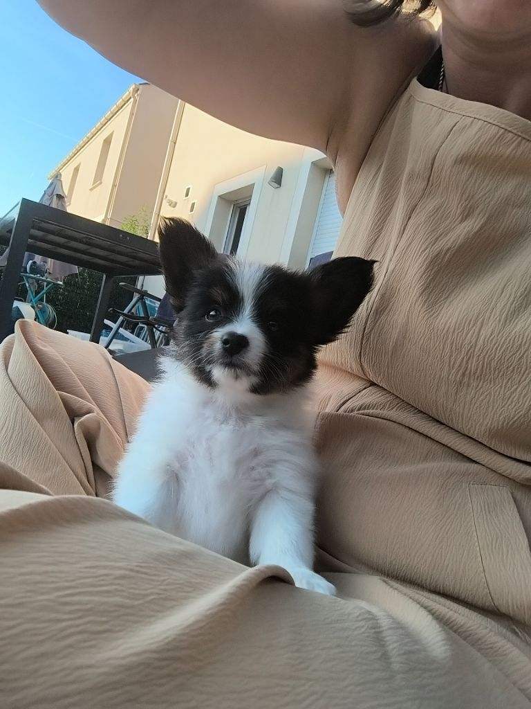 Chiot Epagneul nain Continental (Papillon) Smileace Back With