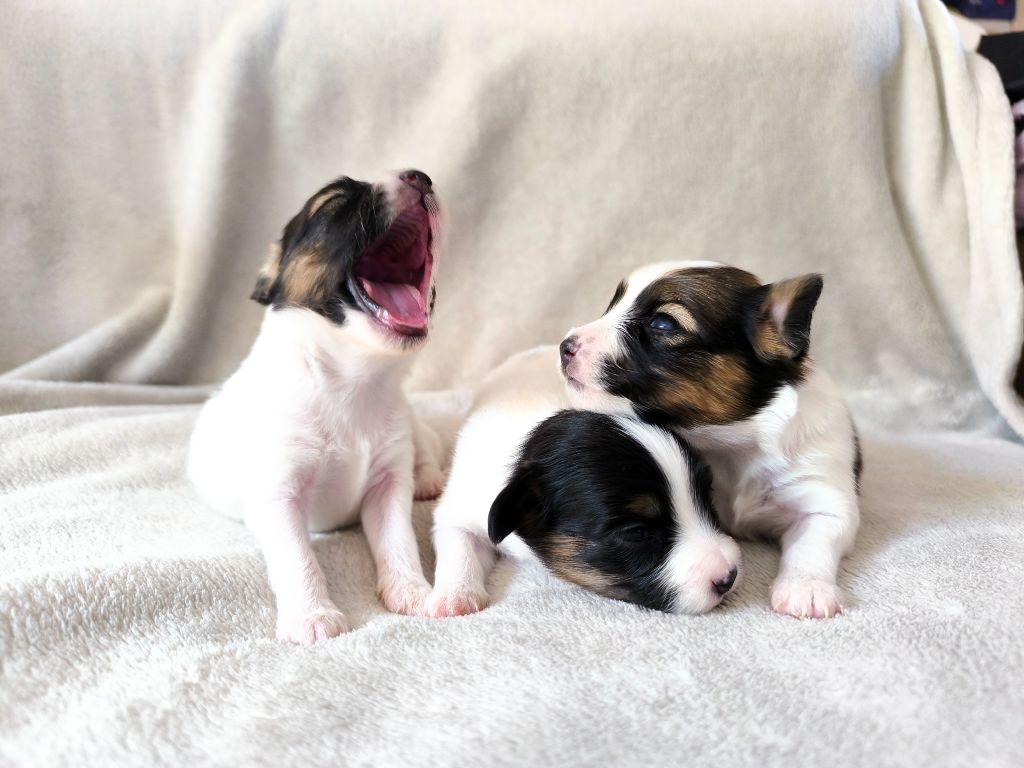 Chiot Epagneul nain Continental (Papillon) Smileace Back With